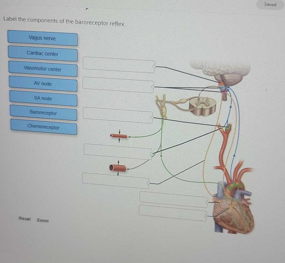 Neuroanatomy Baroreceptor Reflex Detailed Anatomy Dit