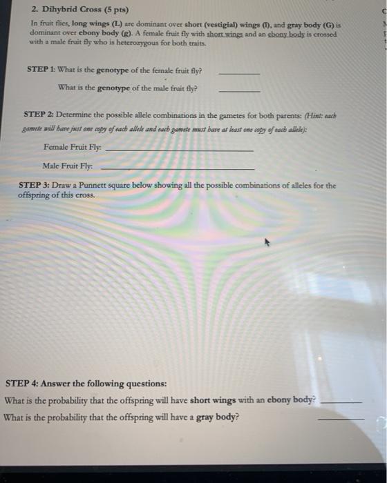 Solved 2. Dihybrid Cross (5 pts) In fruit flies, long wings | Chegg.com