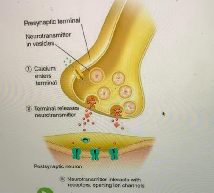 Solved Next, when the action potential makes its way down to | Chegg.com