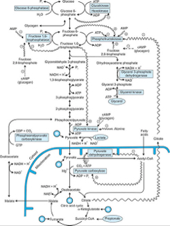 Solved Please make a metabolic pathway chart By connecting | Chegg.com