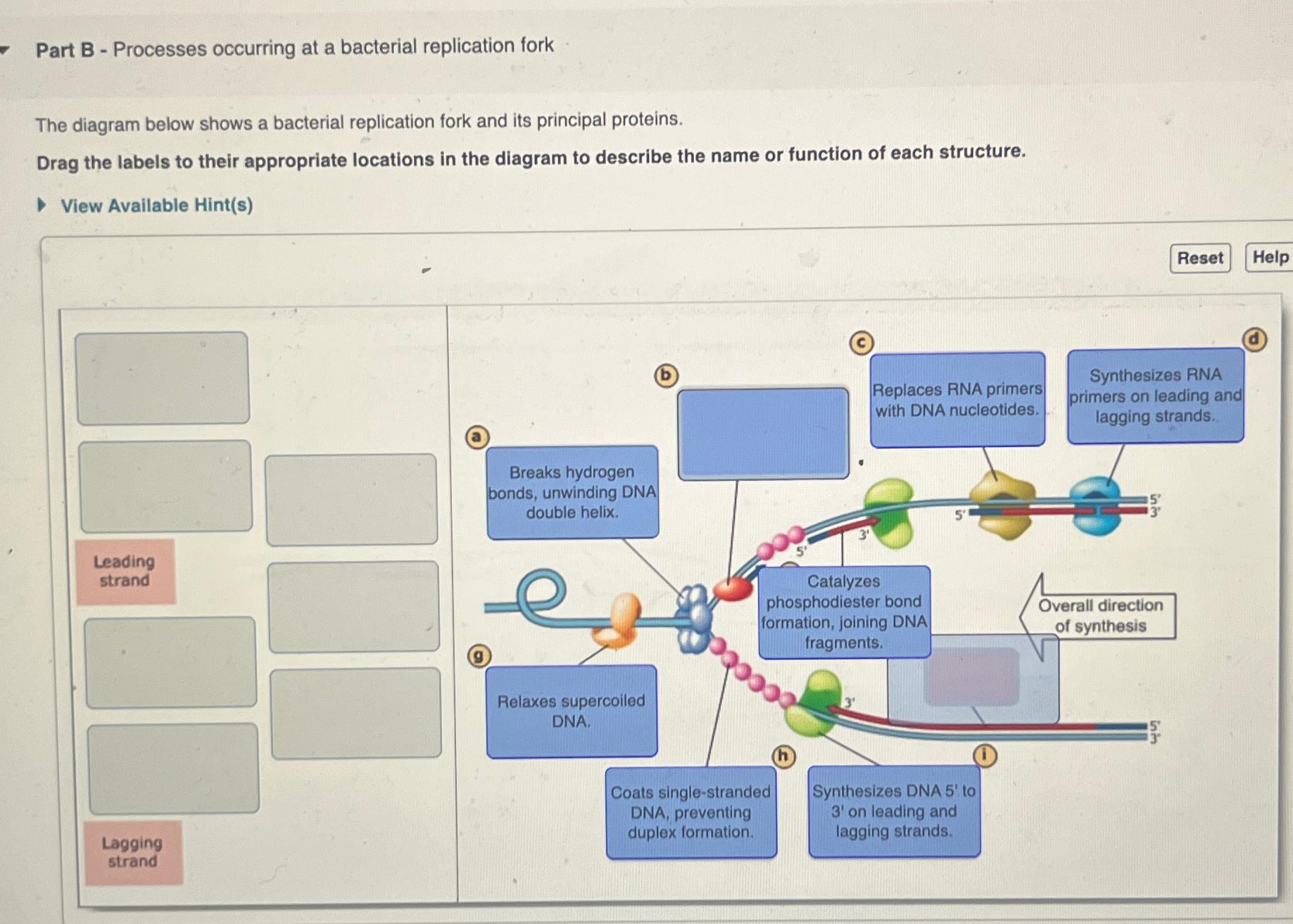 Solved Part B - ﻿Processes Occurring At A Bacterial | Chegg.com