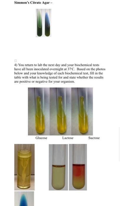 Solved Laboratory Exercise 13: Bacterial Isolation and | Chegg.com