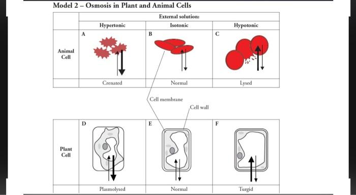Solved Model 2 - Osmosis in Plant and Animal Cells External 