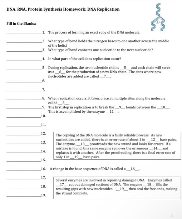 Solved DNA, RNA, Protein Synthesis Homework DNA Replication