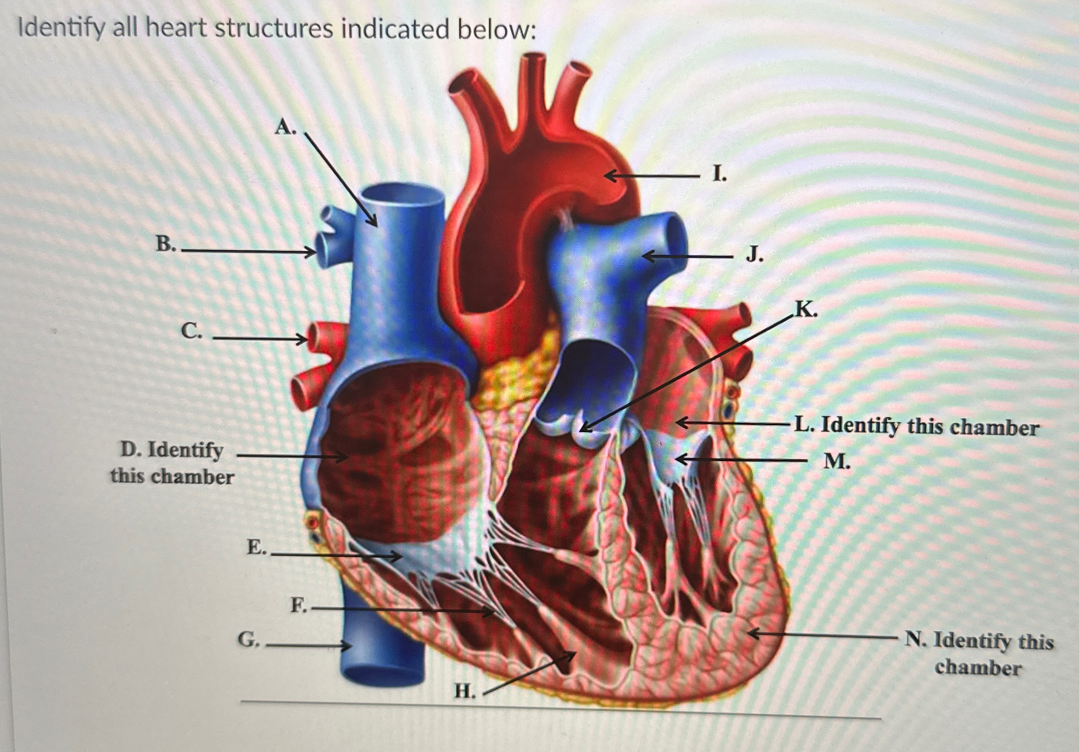 Solved Identify all heart structures indicated below A-N | Chegg.com