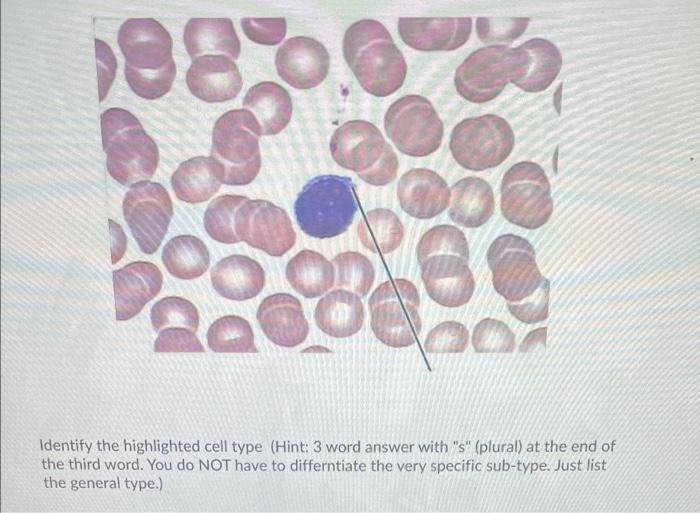 solved-identify-the-highlighted-cell-type-hint-3-word-chegg