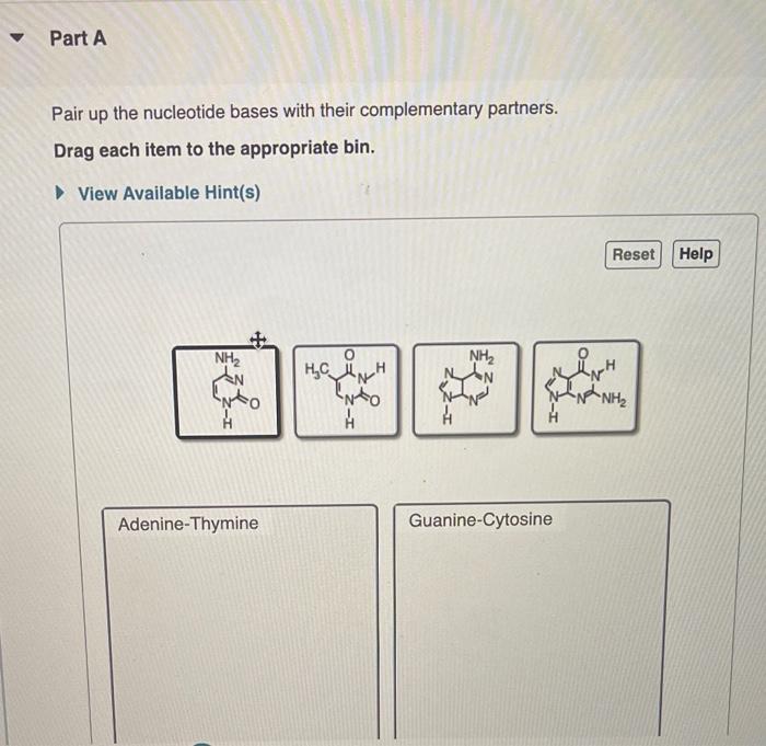 Solved Pair up the nucleotide bases with their complementary