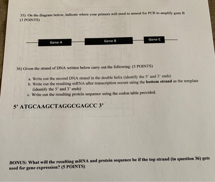 Solved 35) On the diagram below, indicate where your primers | Chegg.com