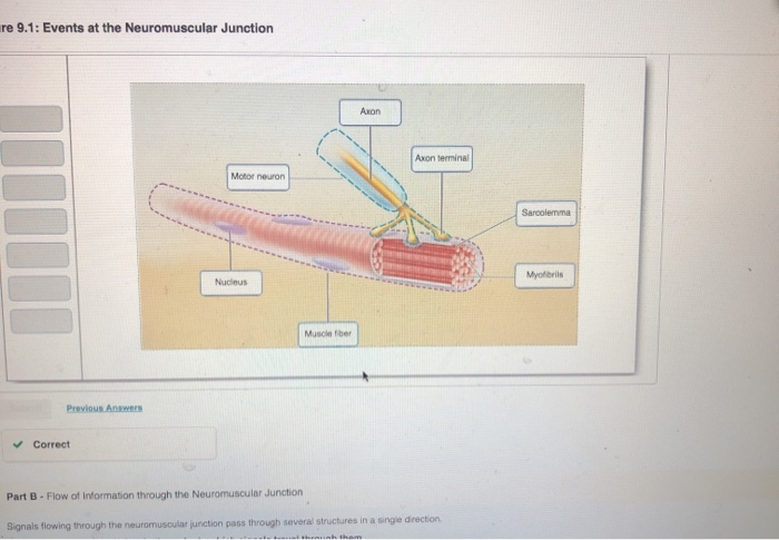 Solved re 9.1: Events at the Neuromuscular Junction Axon | Chegg.com
