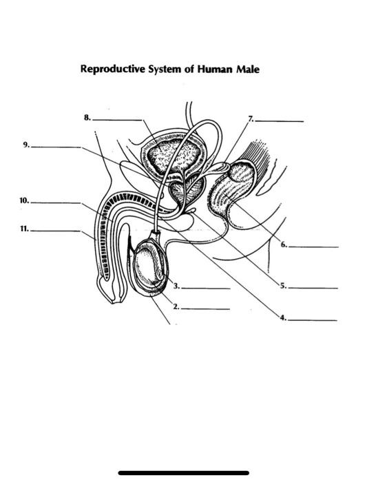 Solved Reproductive System of Human Male 9. 10. 11. GIG 3 | Chegg.com