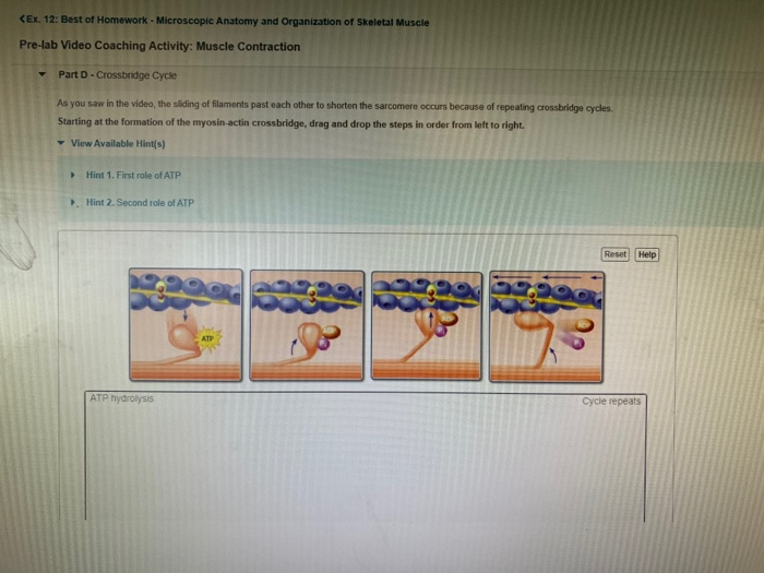 Understanding Pre-Lab Video Coaching Activities for Muscle Contraction: A Comprehensive Guide