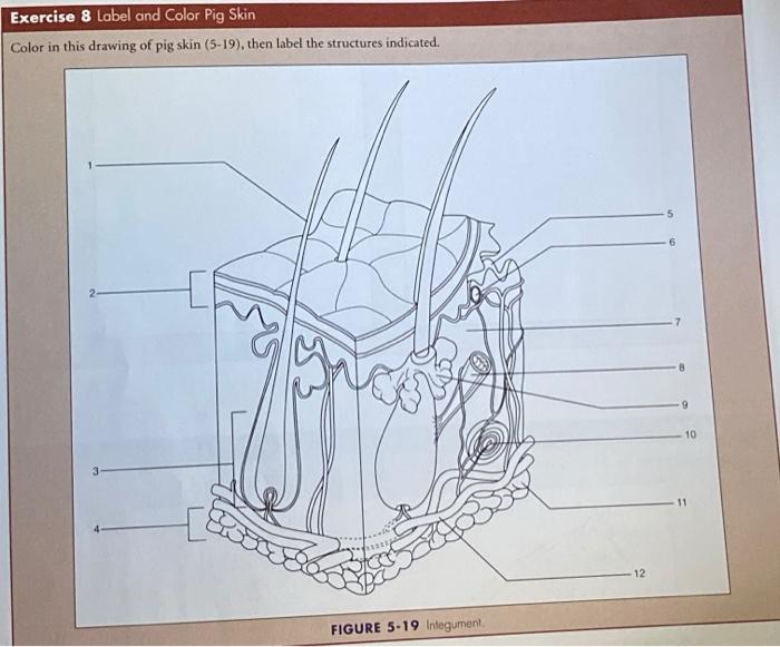 solved-exercise-8-label-and-color-pig-skin-color-in-this-chegg