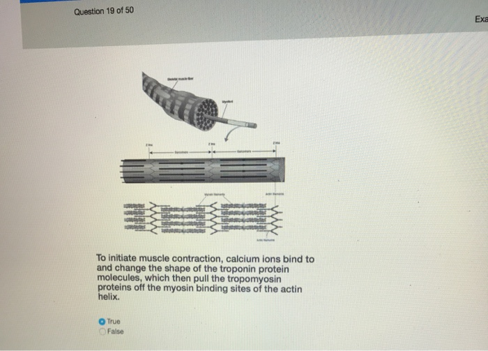 Solved Question 19 of 50 Exa To initiate muscle contraction,