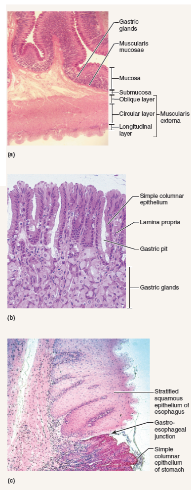 Studying The Histologic Structure Of The Stomach And Th Chegg Com