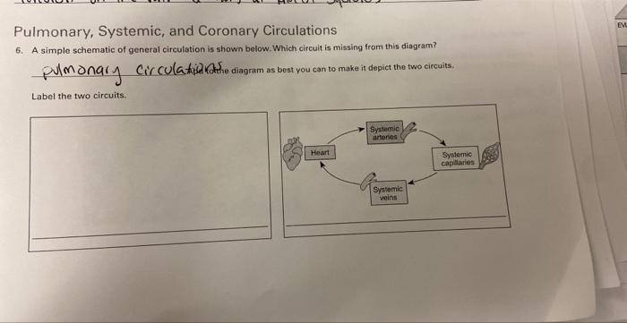Solved EV Pulmonary, Systemic, and Coronary Circulations 6. | Chegg.com