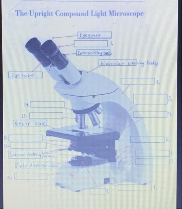 Solved The Upright Compound Light Microscope 14. 13. Vernier | Chegg.com