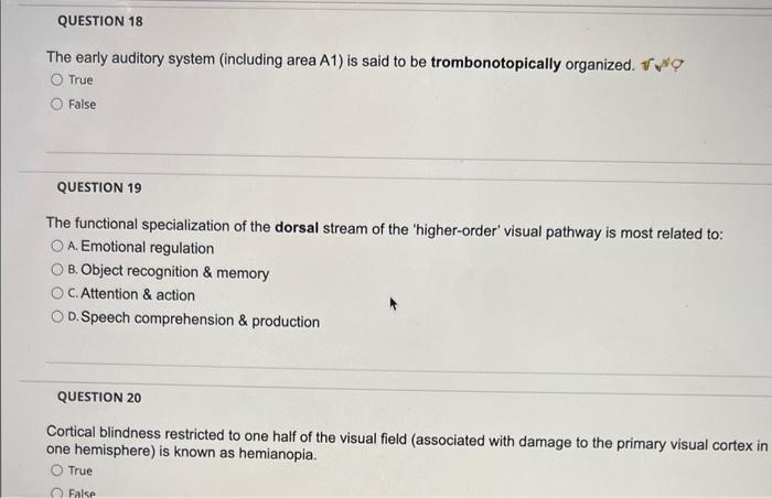 Solved The early auditory system (including area A1 ) is | Chegg.com