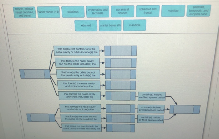 Solved parietals temporals, and occipital bone nasals, | Chegg.com