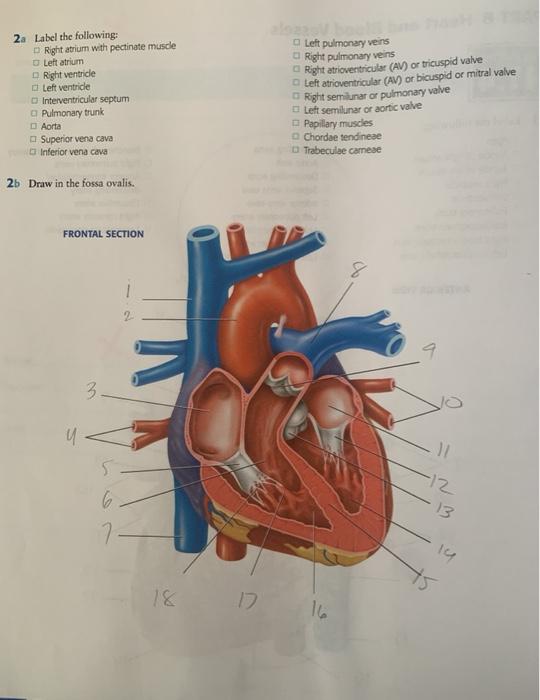 Solved 2. Label the following Right atrium with pectinate