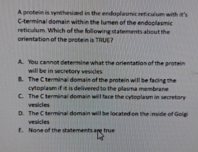 Solved A Protein Is Synthesized In The Endoplasmic Reticulum Chegg Com