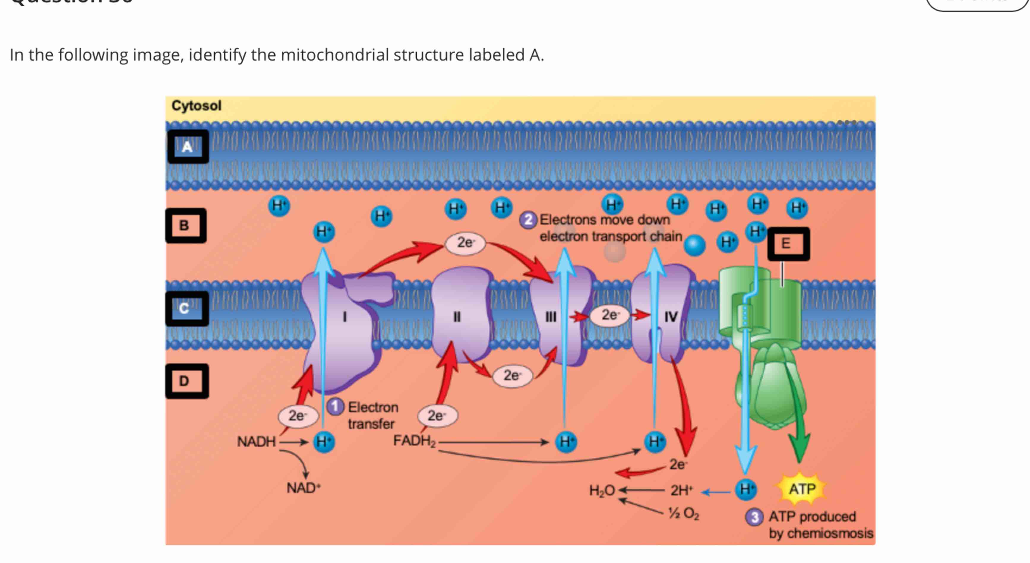 Solved In the following image, identify the mitochondrial | Chegg.com