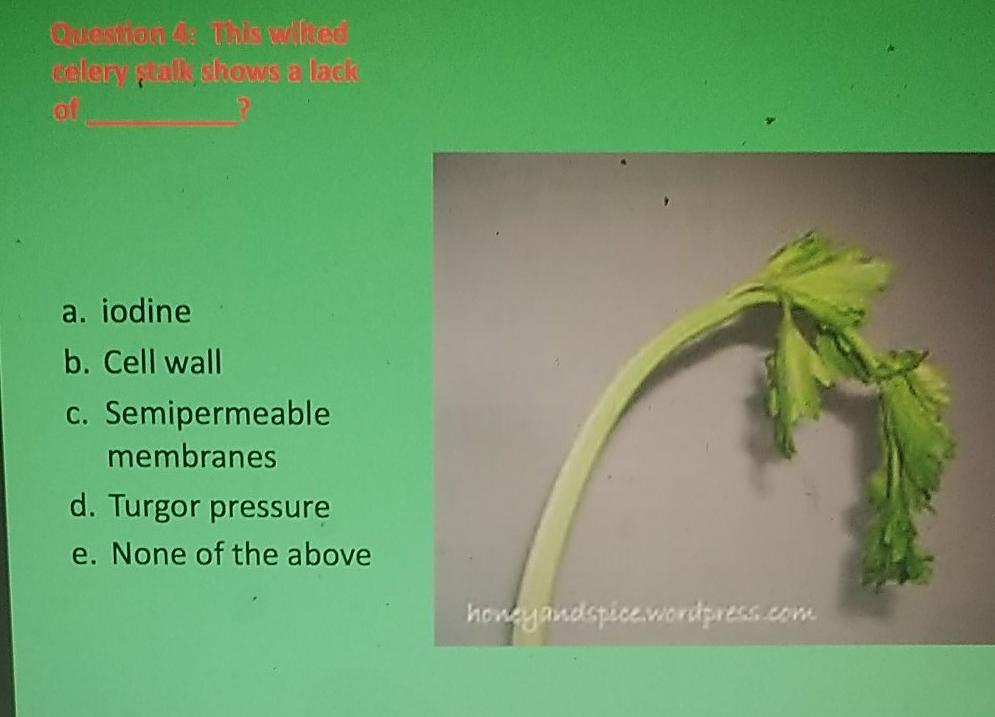 Solved Odleton this wled celery stalk shows a lack a.