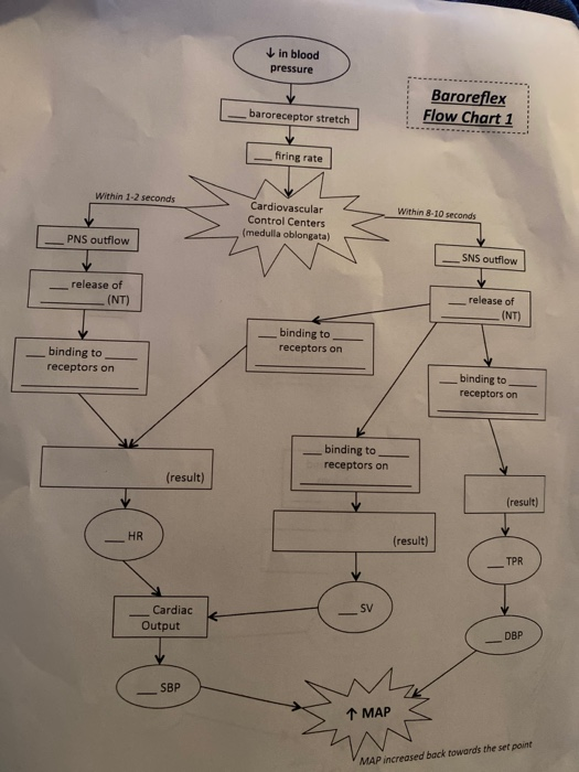 Solved in blood pressure Baroreflex Flow Chart 1 | Chegg.com