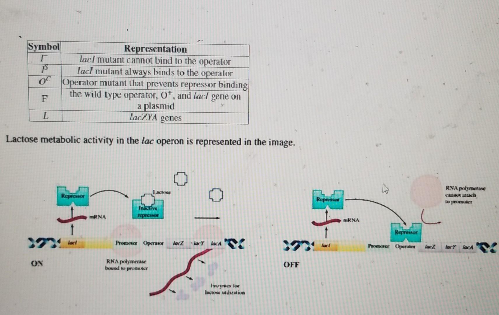 Solved The question involves the lac operon of E. coli. | Chegg.com