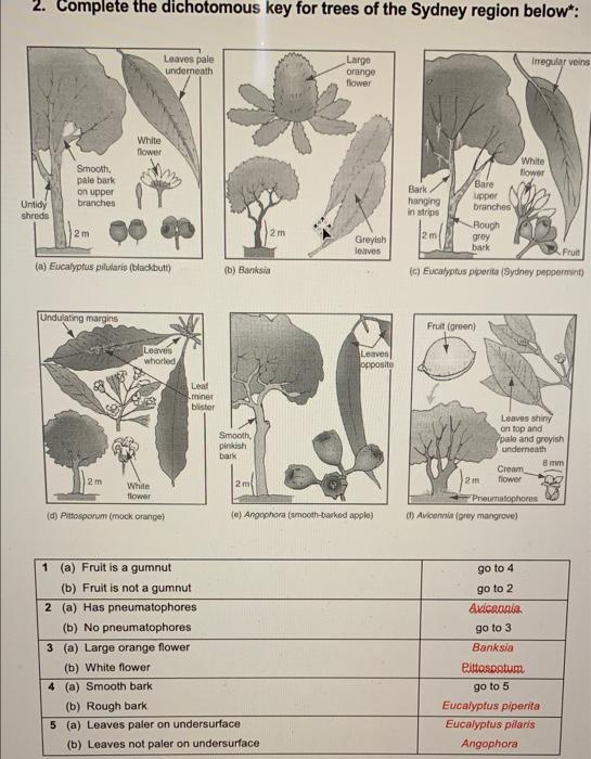 Solved 2. Complete the dichotomous key for trees of the | Chegg.com