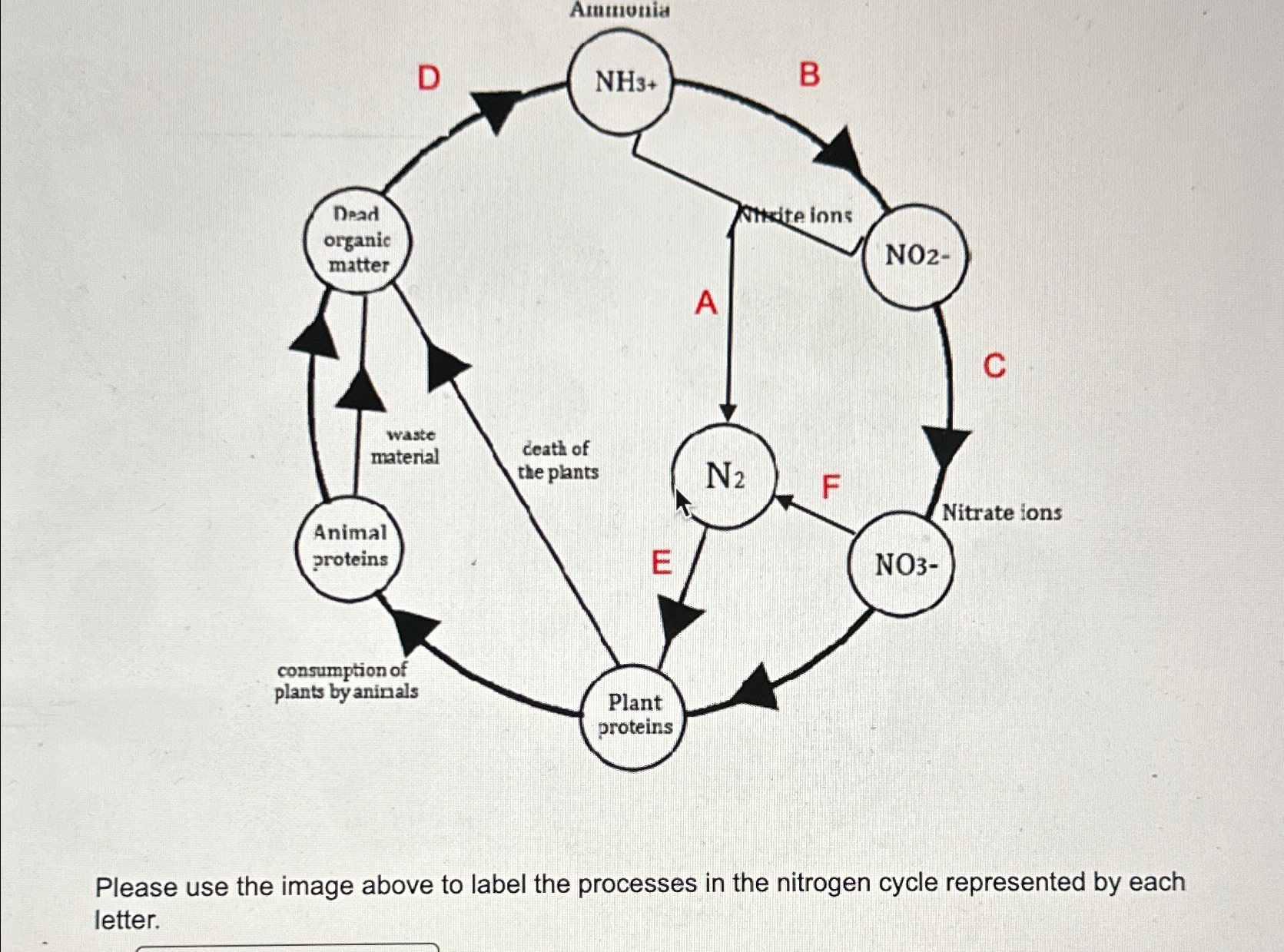 Solved Please use the image above to label the processes in | Chegg.com
