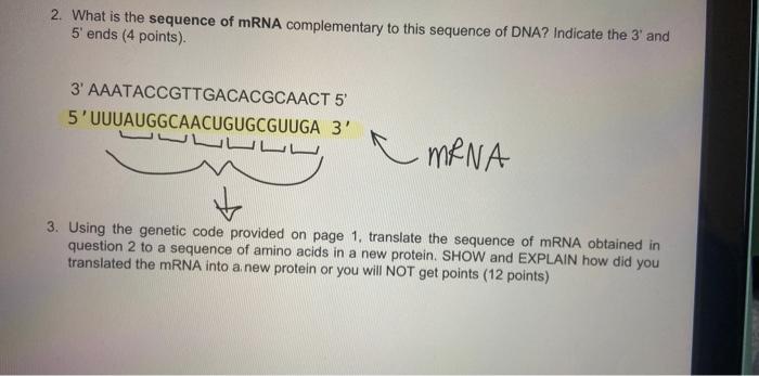 Solved 2. What is the sequence of mRNA complementary to this | Chegg.com