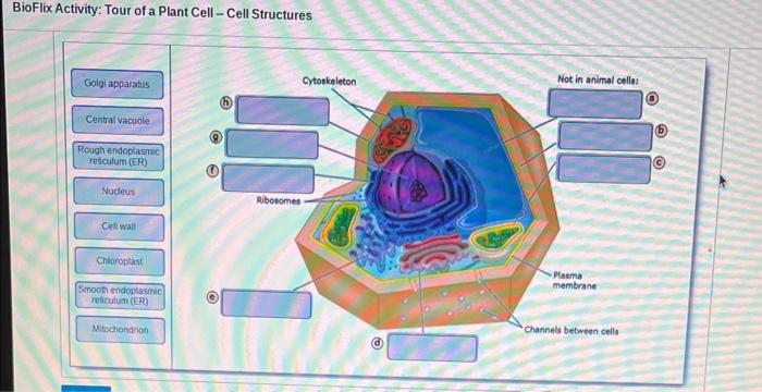 bioflix quiz tour of a plant cell