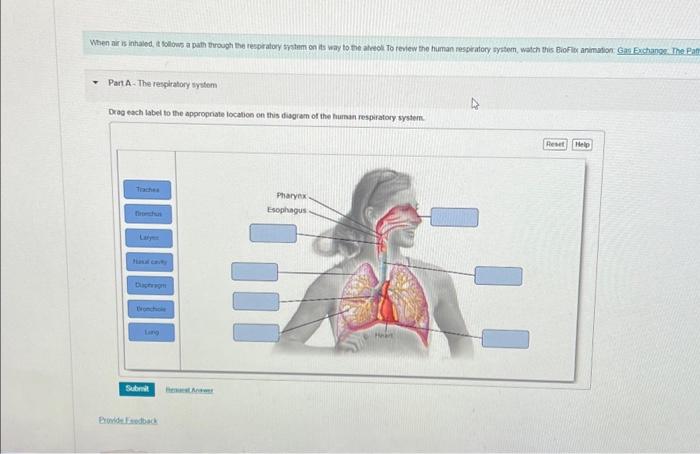 Solved When air is inhaled, it follows a path through the | Chegg.com