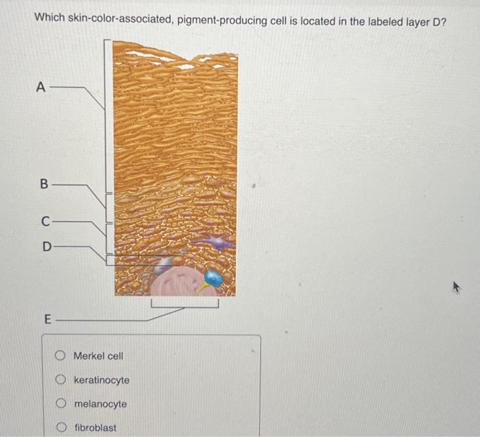 Solved Layers B And C Collectively Form The Cell 