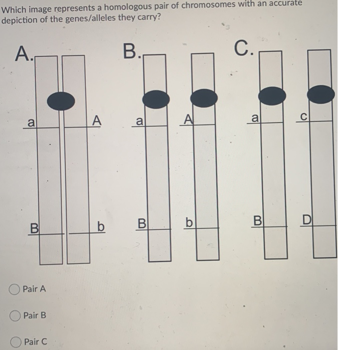 Solved Which image represents a homologous pair of | Chegg.com
