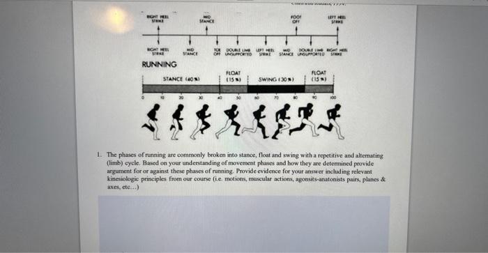 1. The phases of running are commonly broken into stance, float and swing with a repetitive and alternating (limb) cycle. Bas