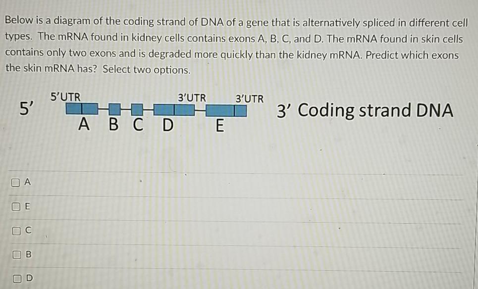 Solved Below is a diagram of the coding strand of DNA of a | Chegg.com