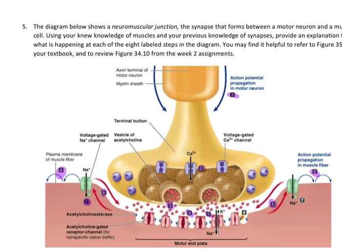 labeled neuromuscular junction