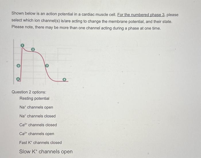 Solved Shown below is an action potential in a cardiac | Chegg.com