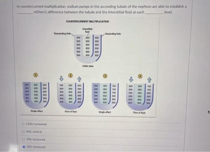Solved In countercurrent multiplication, sodium pumps in the | Chegg.com