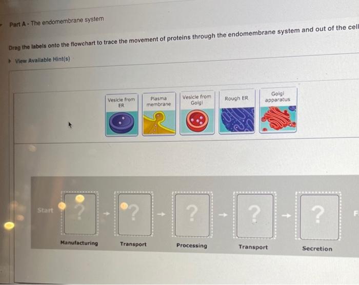 Solved Part A The endomembrane system Drag the labels onto