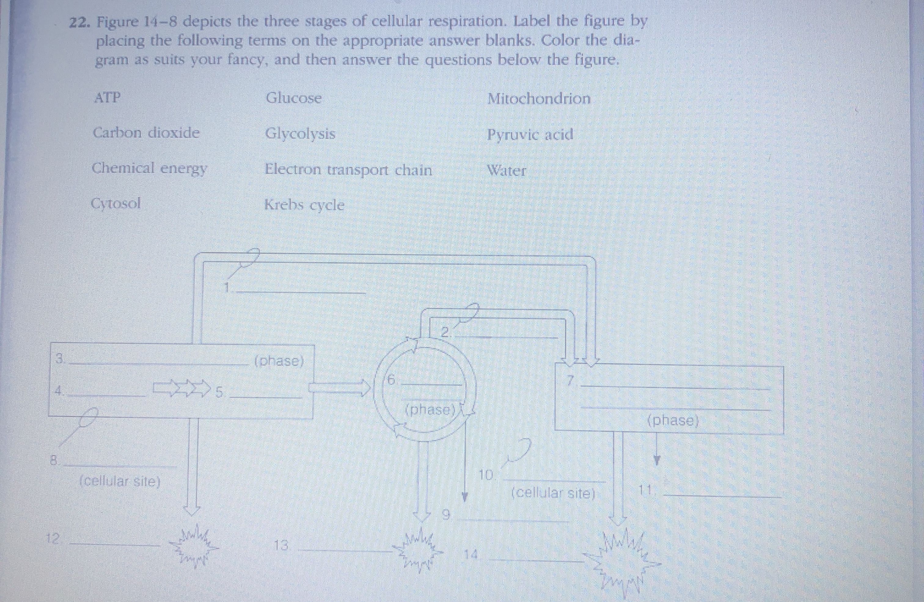 Solved Figure 14-8 ﻿depicts the three stages of cellular | Chegg.com