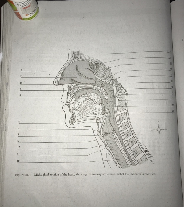 Solved Ini En Figure 311 Midsagittal Section Of The Head