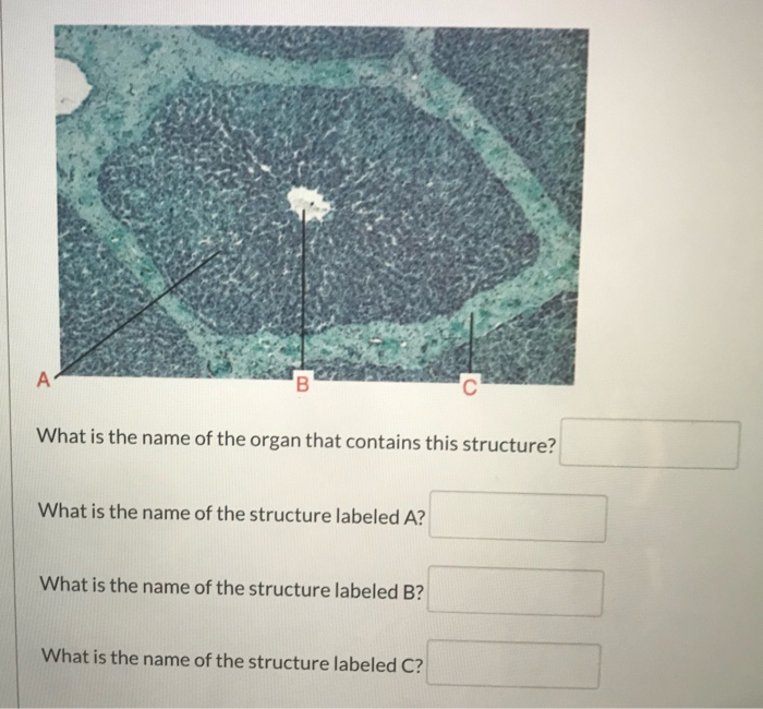 Solved What is the name of the organ that contains this