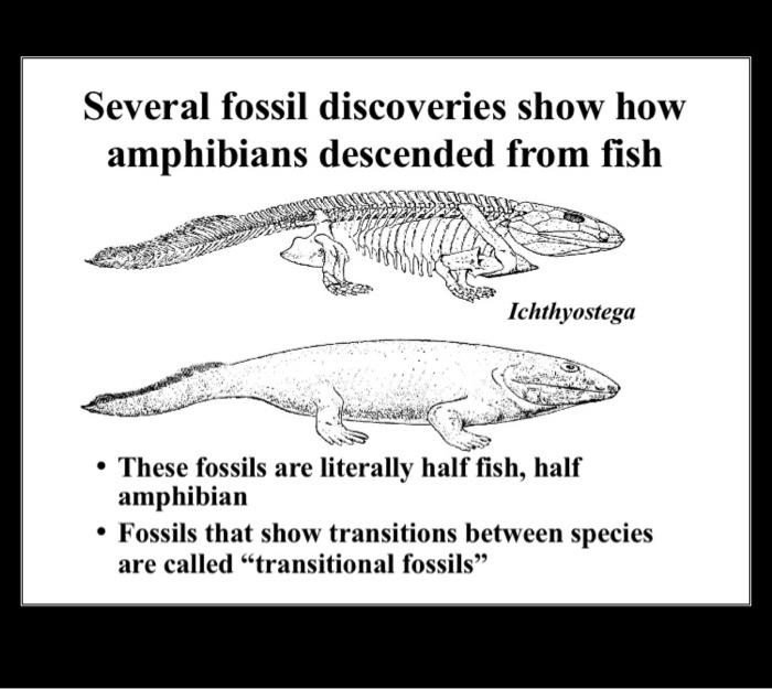 Solved Attribute Table for Drawing Trees Diet