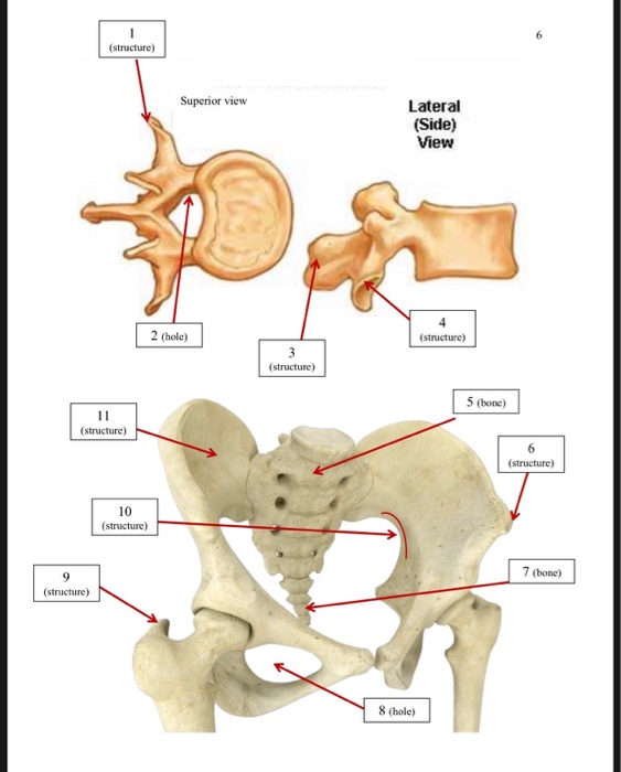 Solved Label Only What Is Indicated Bone Or Bone Chegg Com