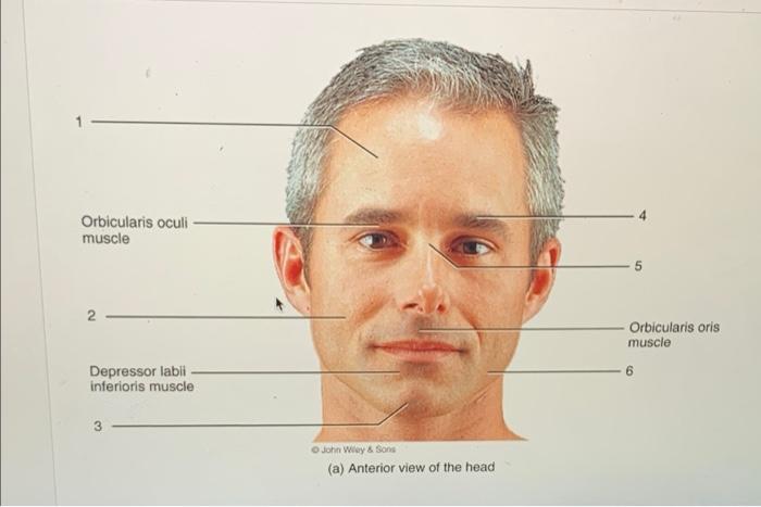 Solved Orbicularis oculi muscle 5 2 Orbicularis oris muscle