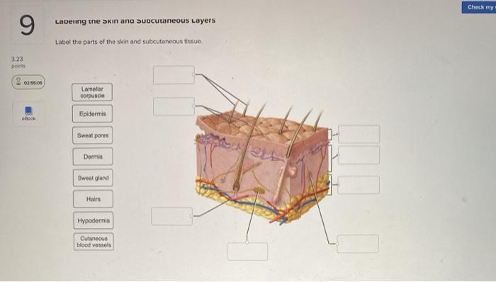 Solved Check my 9 Lapening the skin and subcutaneous Layers | Chegg.com