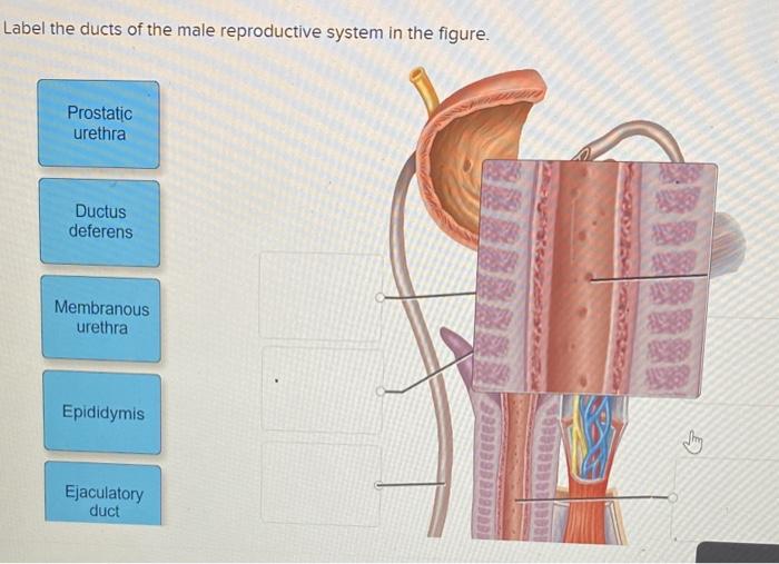 Solved Label the ducts of the male reproductive system in
