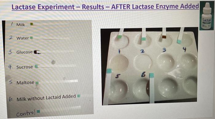 lactase lactose experiment